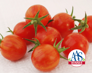Sparky XSL Hybrid Tomato Seeds